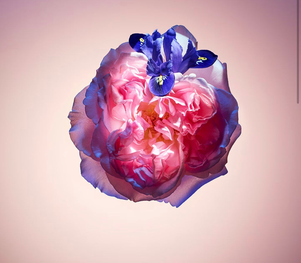 Rose des Vents